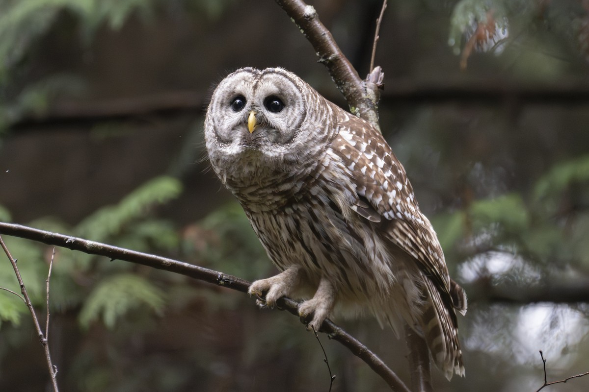 Cárabo Norteamericano - ML645422574