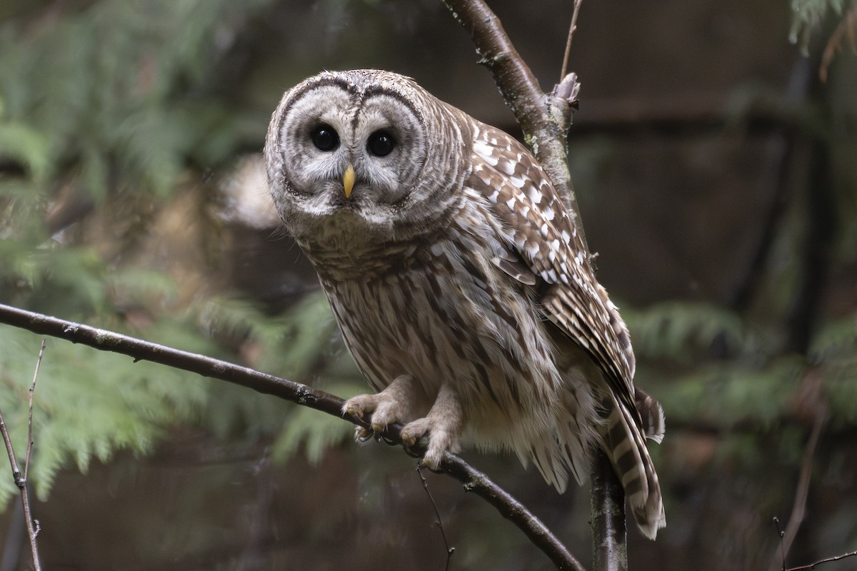 Cárabo Norteamericano - ML645422575