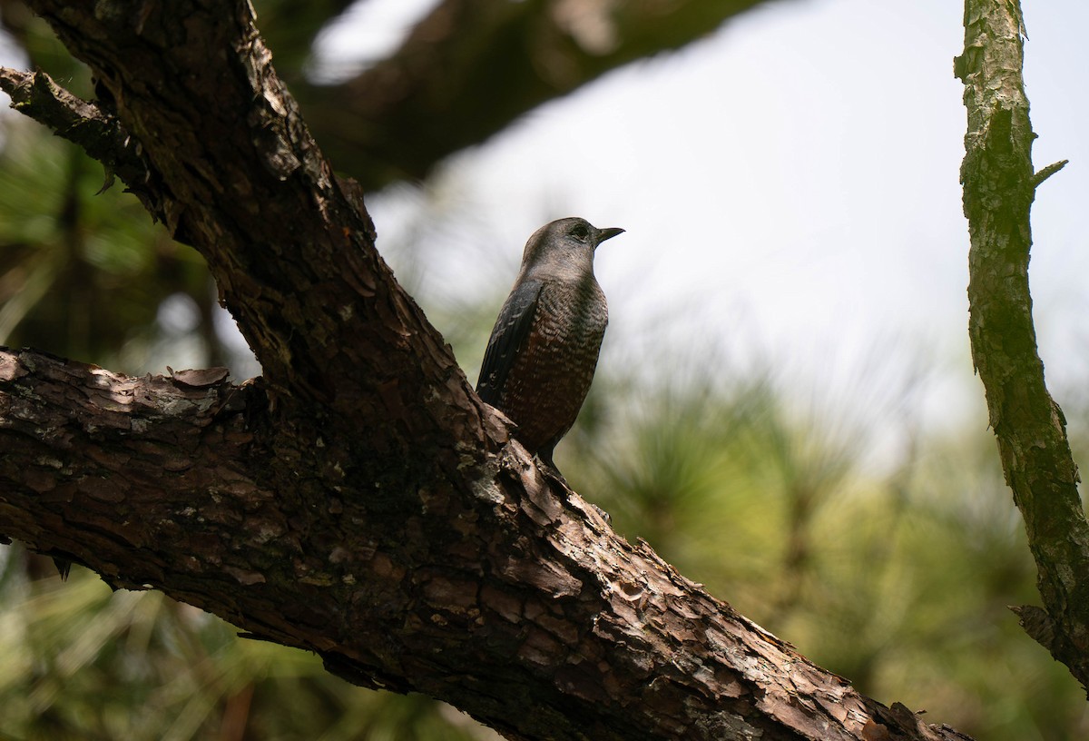 Blue Rock-Thrush (philippensis) - ML645422581