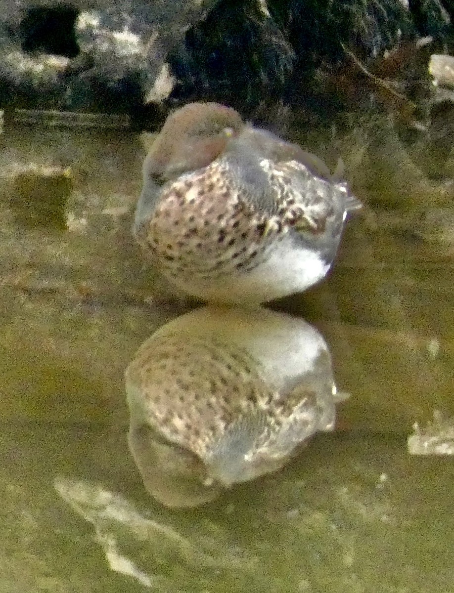 小水鴨 - ML645422582