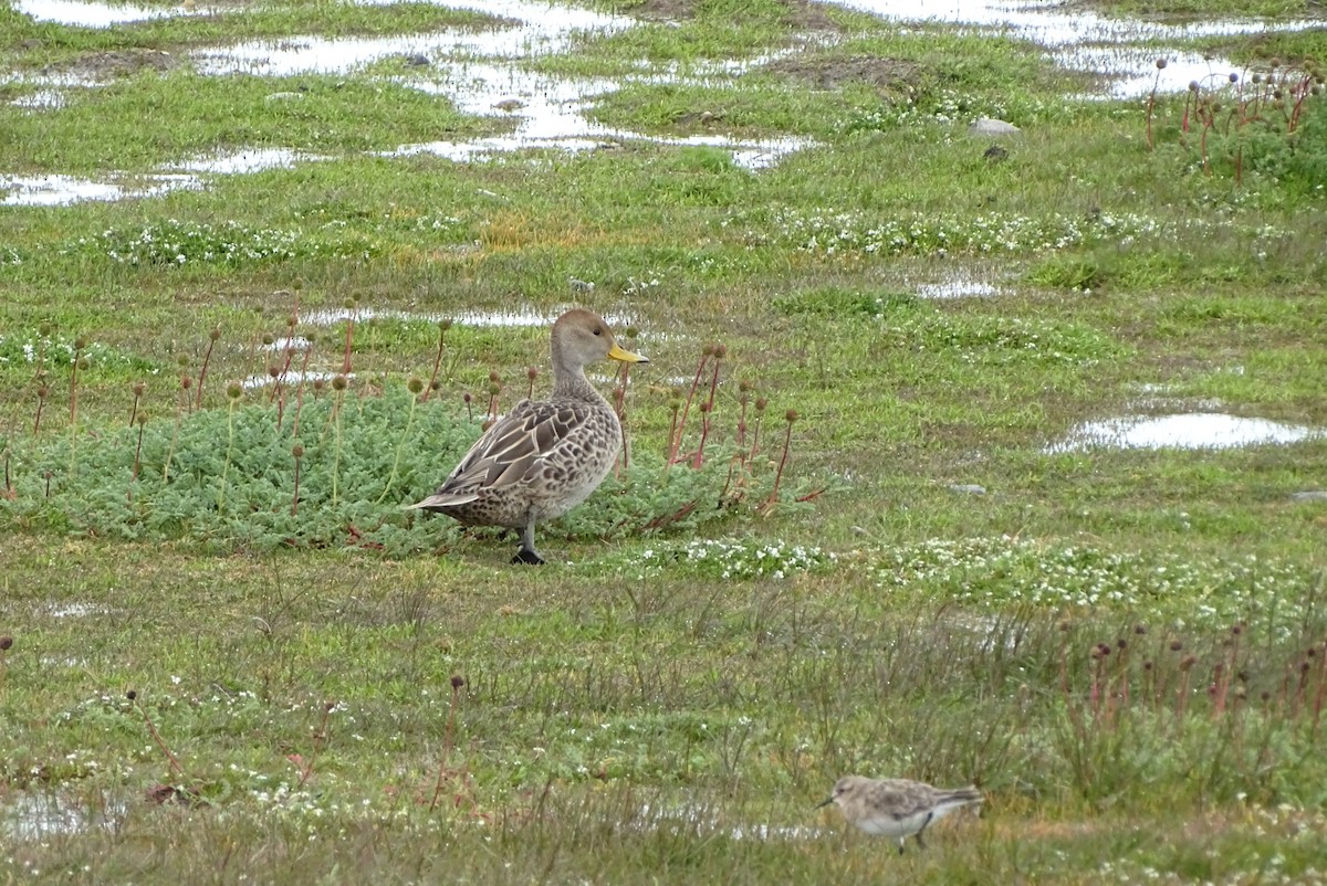 Yellow-billed Pintail - ML645422583