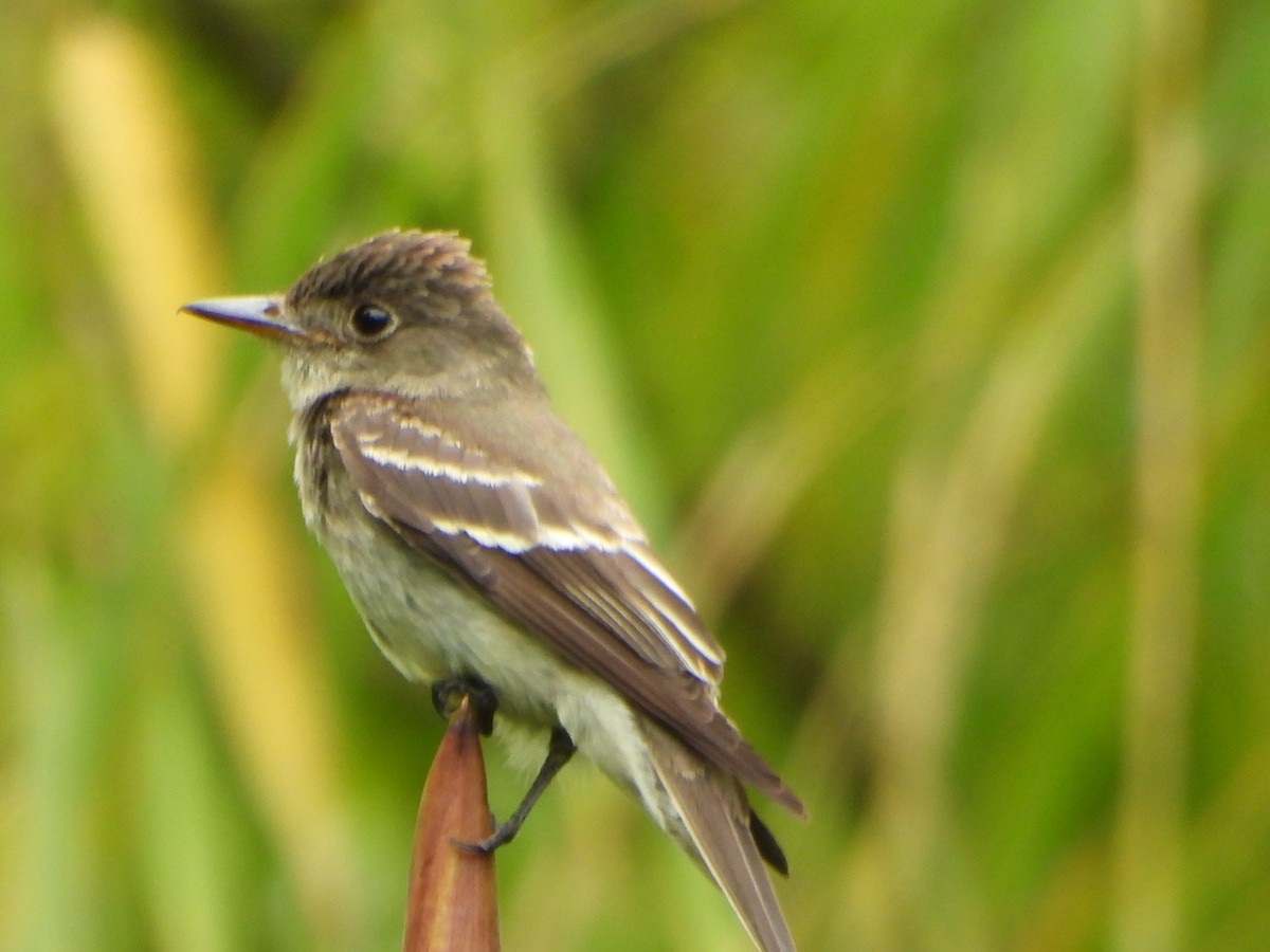 Восточный пиви - ML645422584