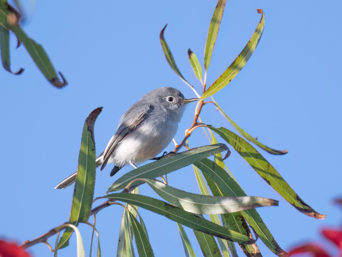Blue-gray Gnatcatcher - ML645422592