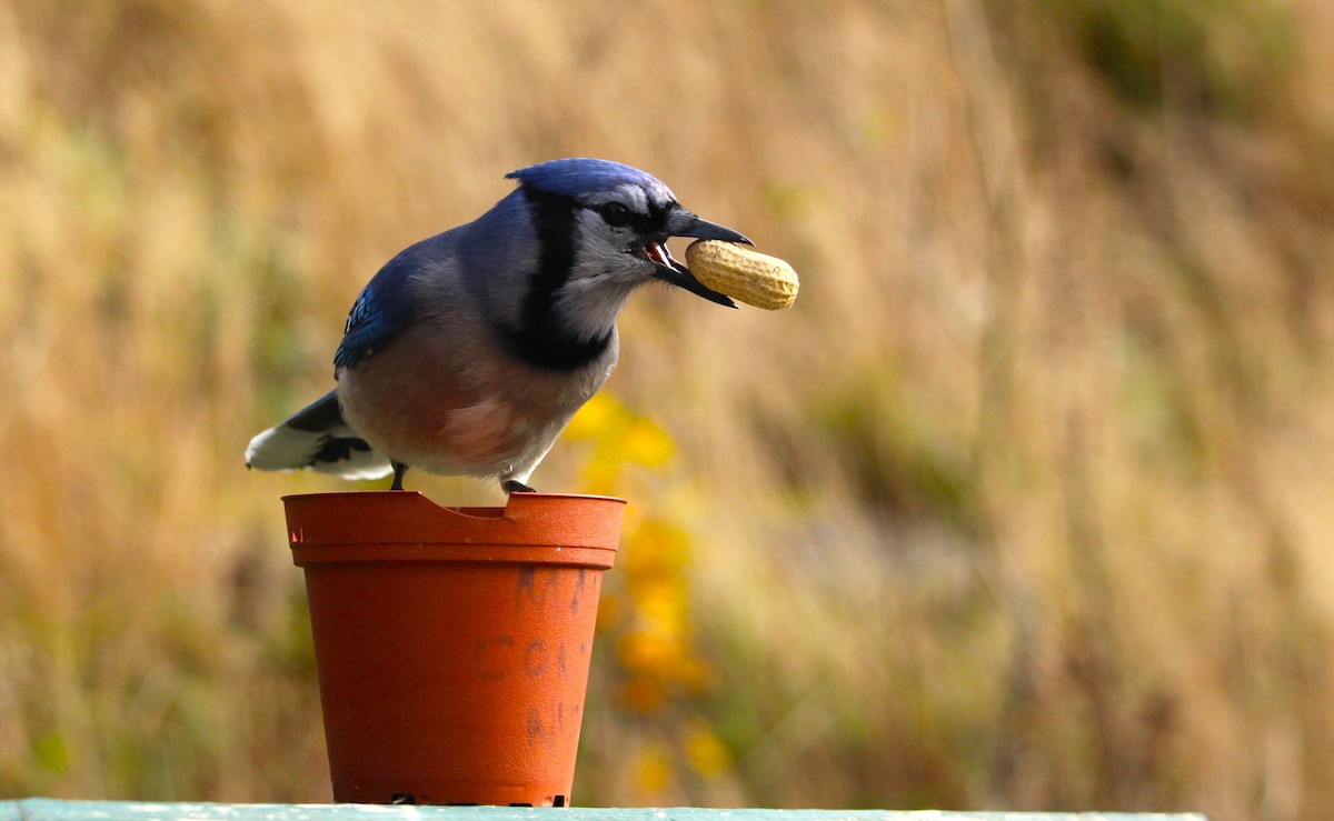 Blue Jay - ML645422594