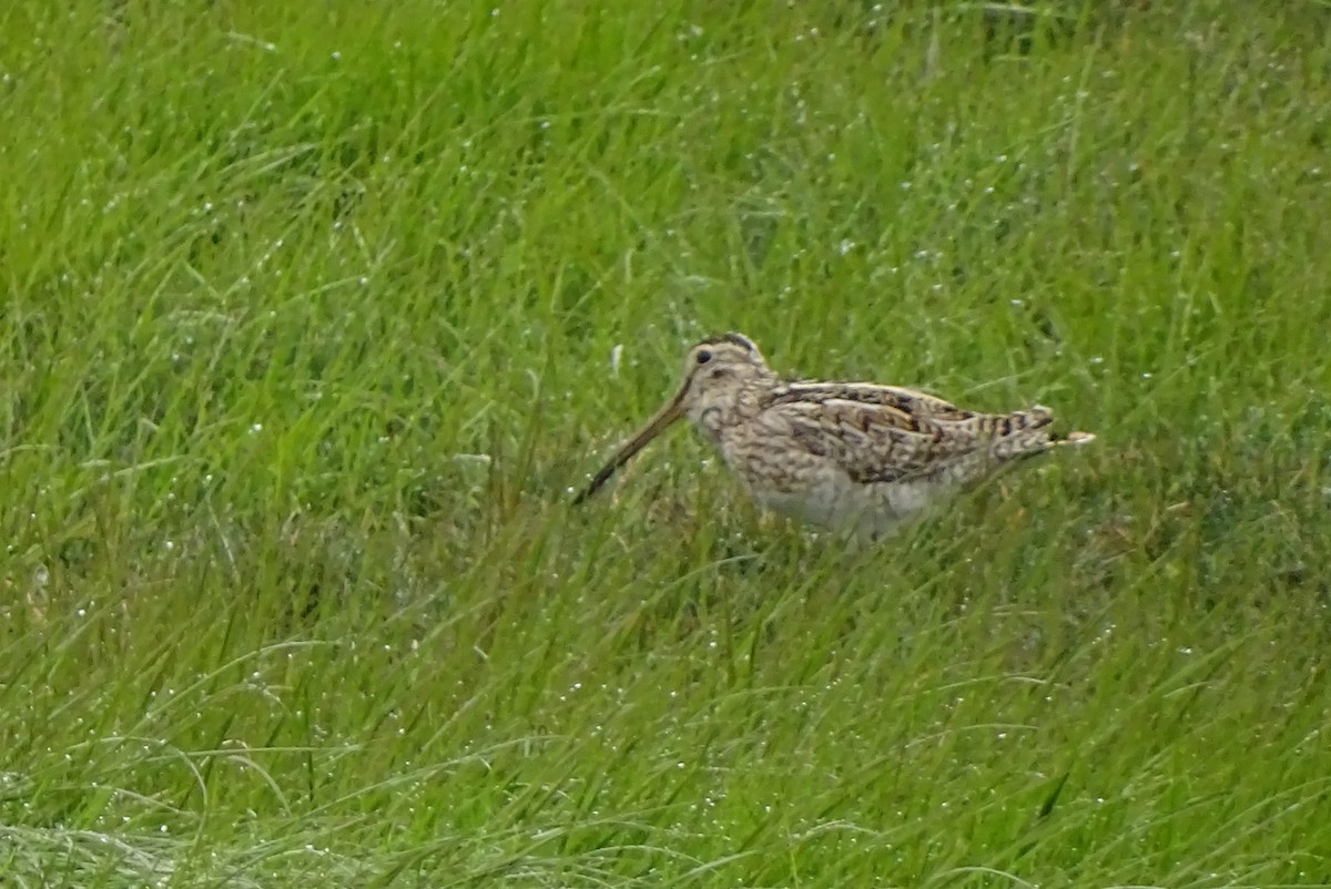 Magellanic Snipe - ML645422595