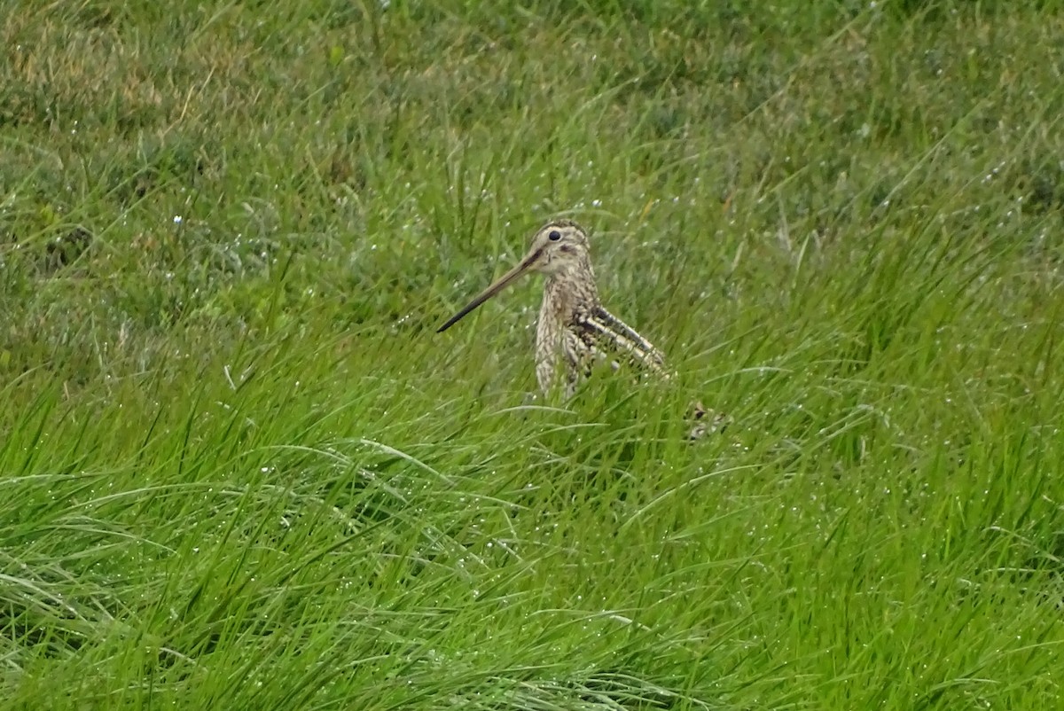 Magellanic Snipe - ML645422596
