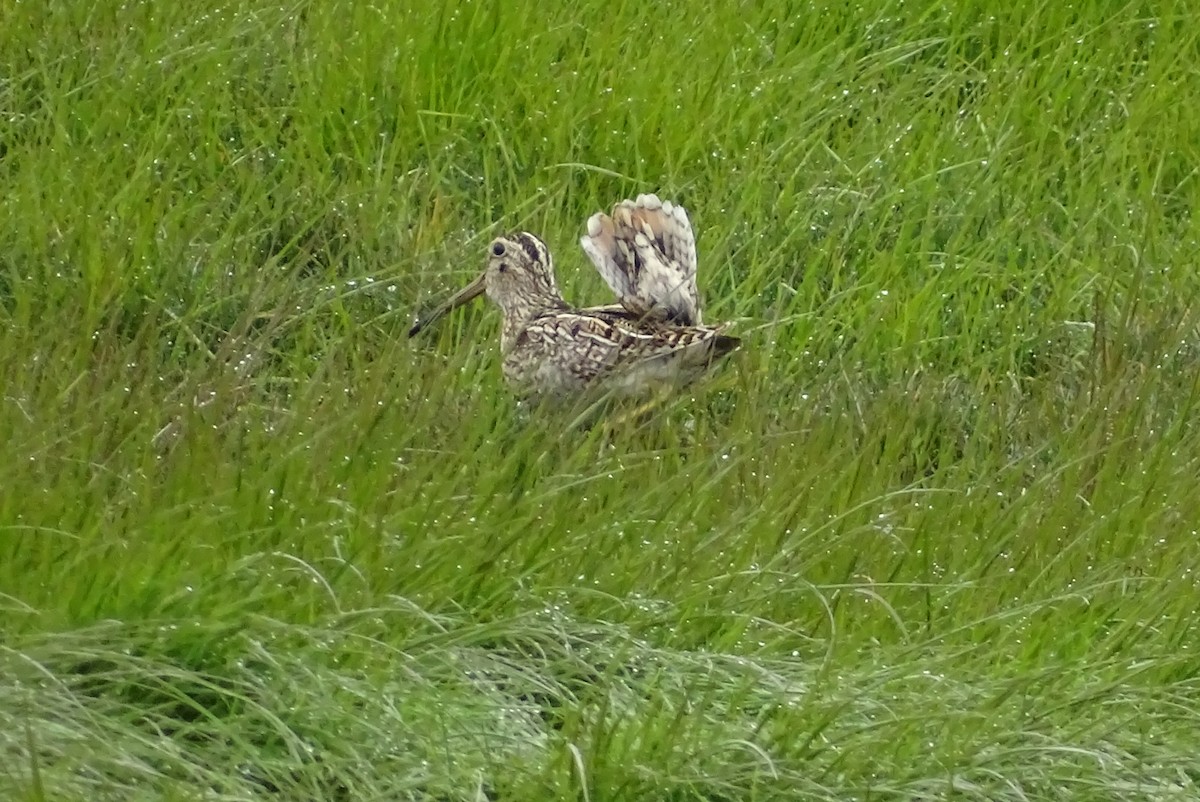 Magellanic Snipe - ML645422597