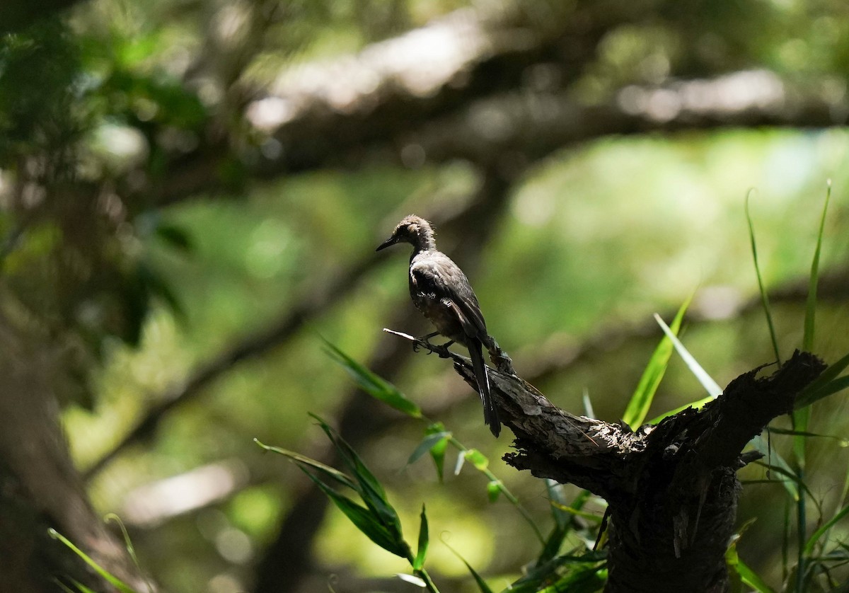 Brown-eared Bulbul - ML645422598