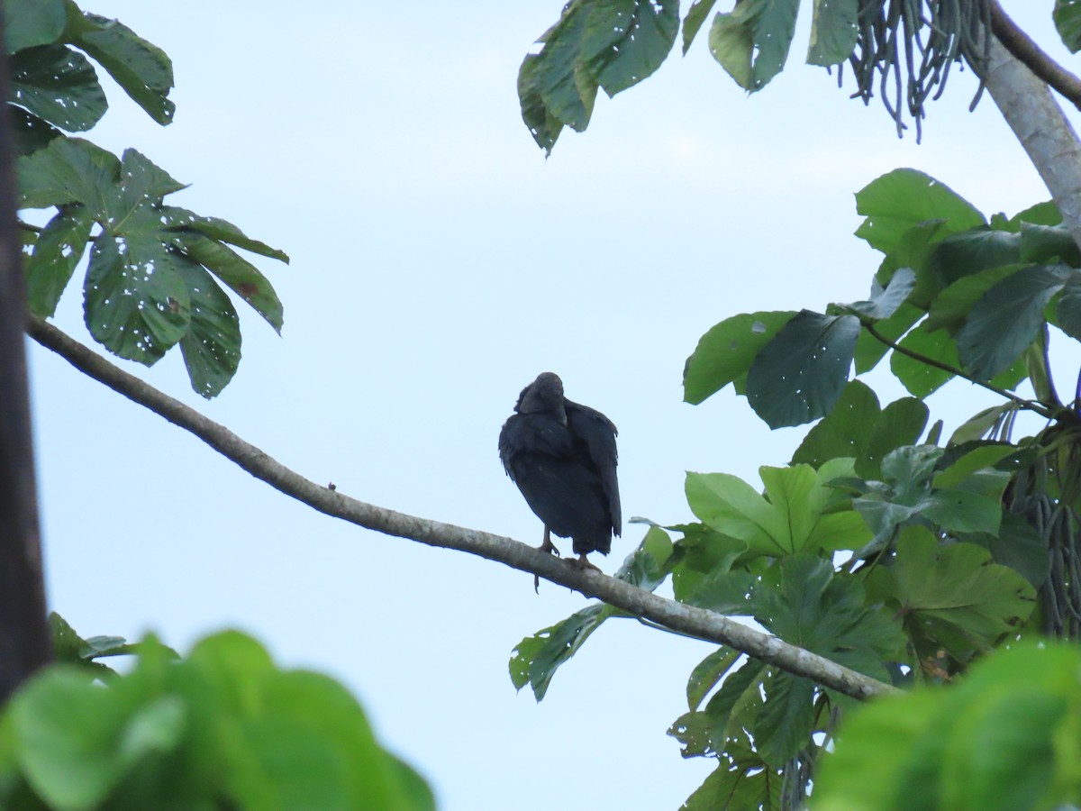 Black Vulture - ML645422600