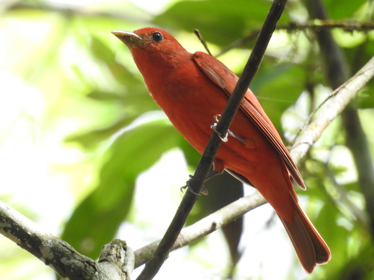 Summer Tanager - ML645422601