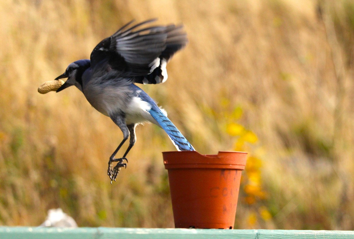 Blue Jay - ML645422606