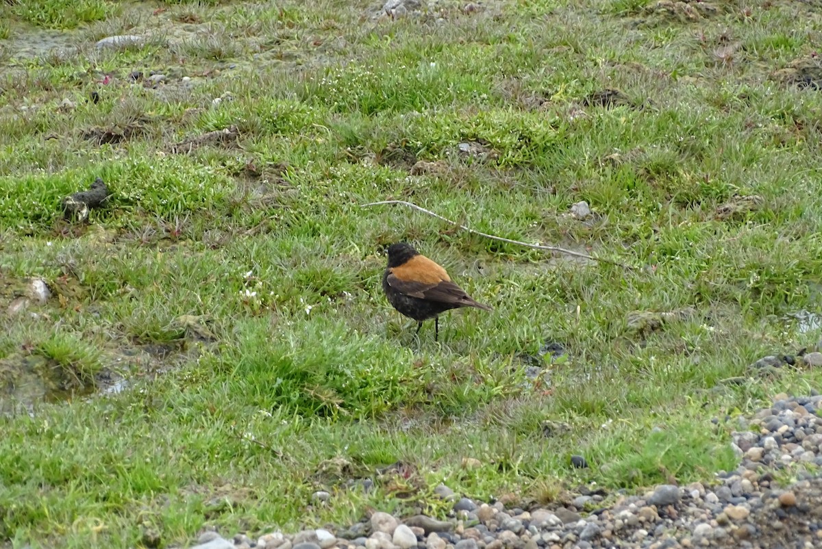 Austral Negrito - ML645422611