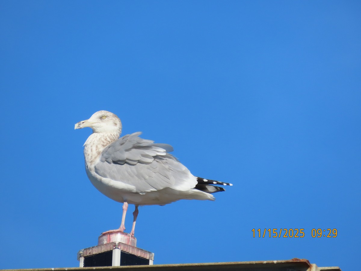 American Herring Gull - ML645422625