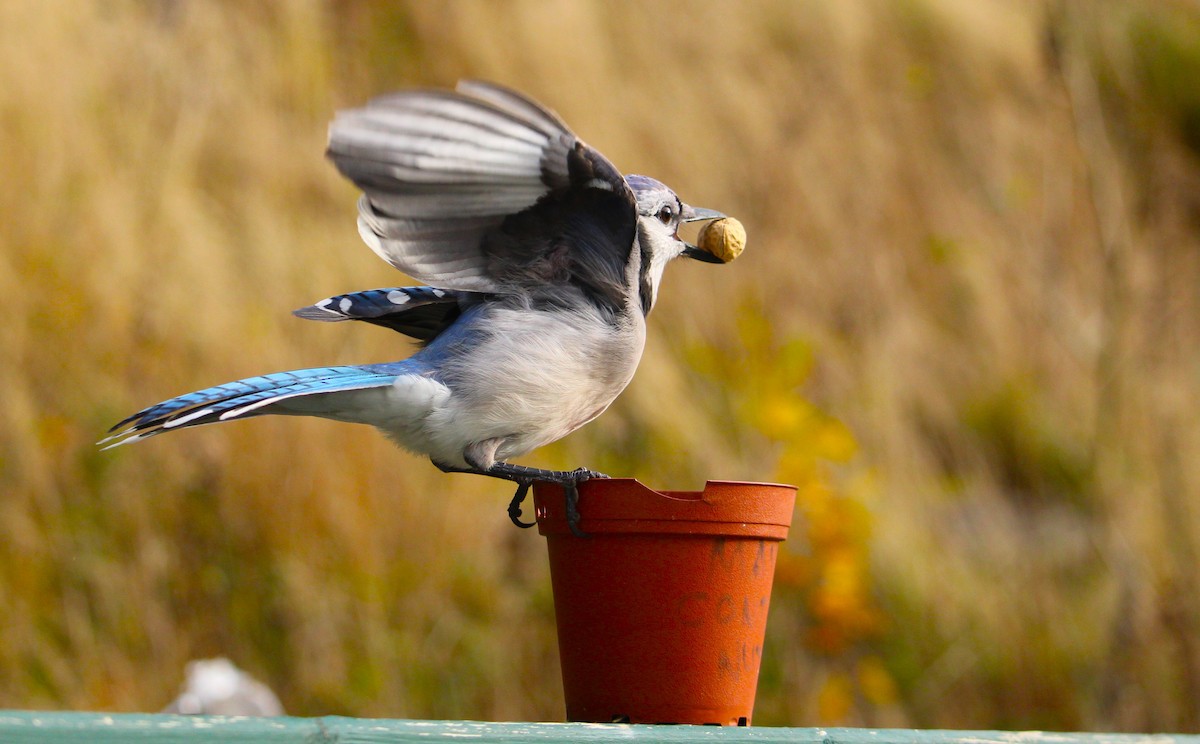 Blue Jay - ML645422629