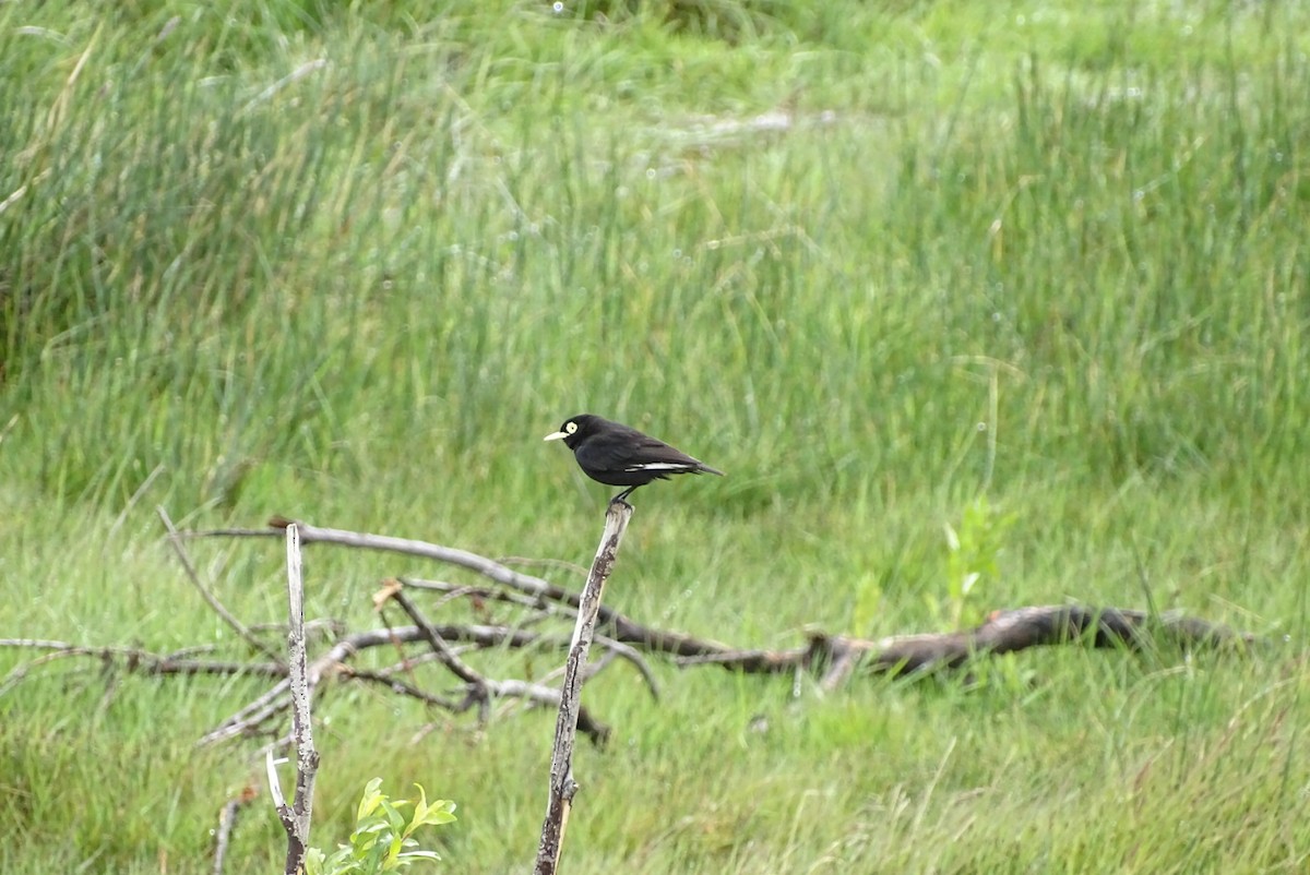 Spectacled Tyrant - ML645422632