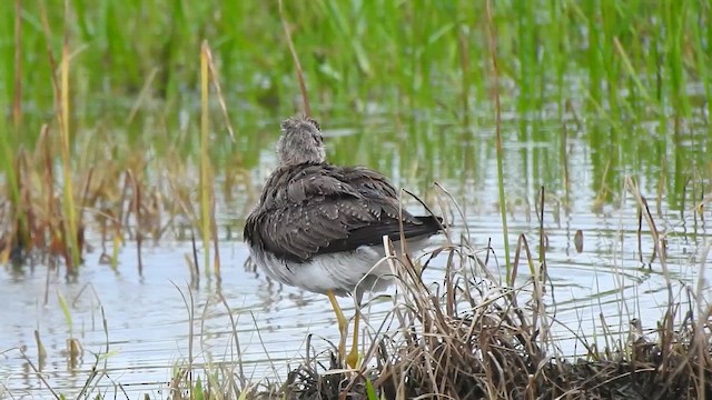 Greater Yellowlegs - ML645422634
