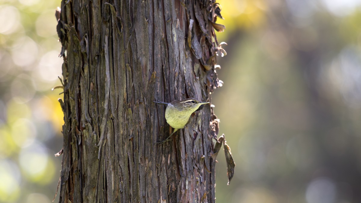 Підбуреник [група mexicanus] - ML645422640