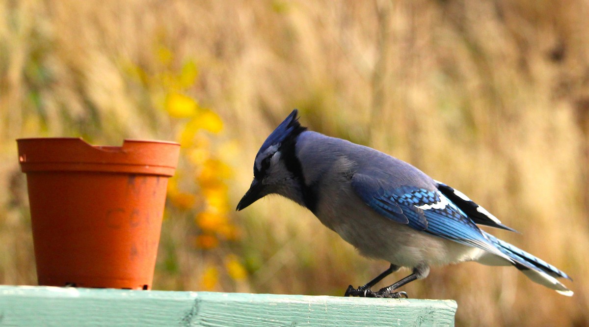 Blue Jay - ML645422644