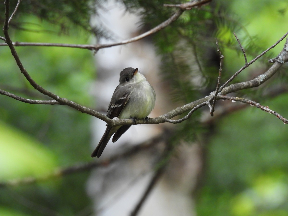 Восточный пиви - ML645422647