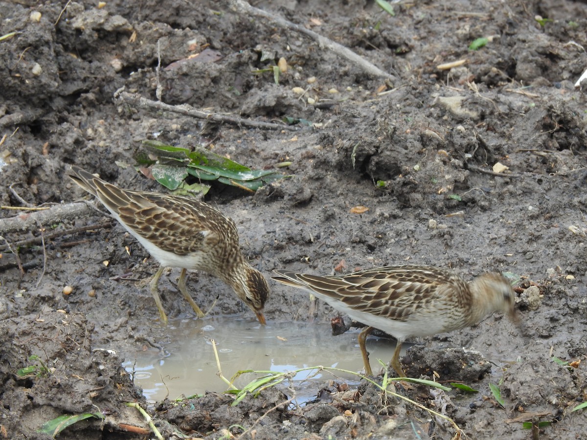 Побережник арктичний - ML645422649