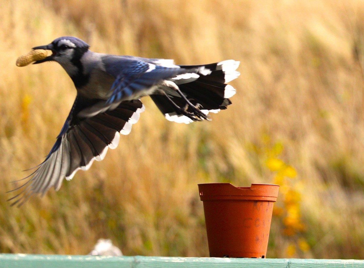 Blue Jay - ML645422650