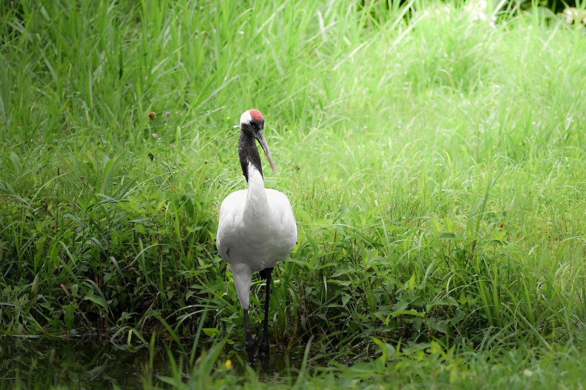 Red-crowned Crane - ML645422653