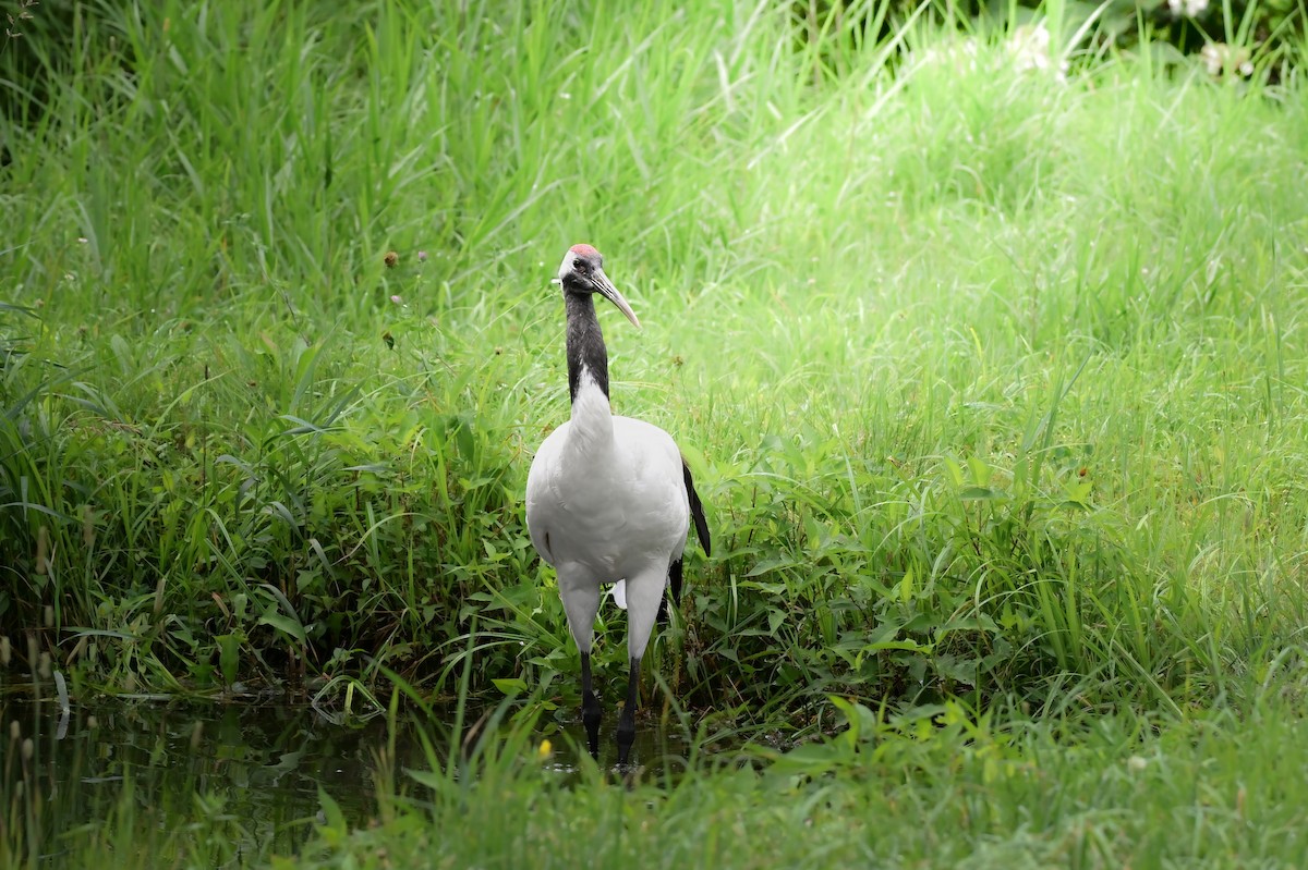 Red-crowned Crane - ML645422654
