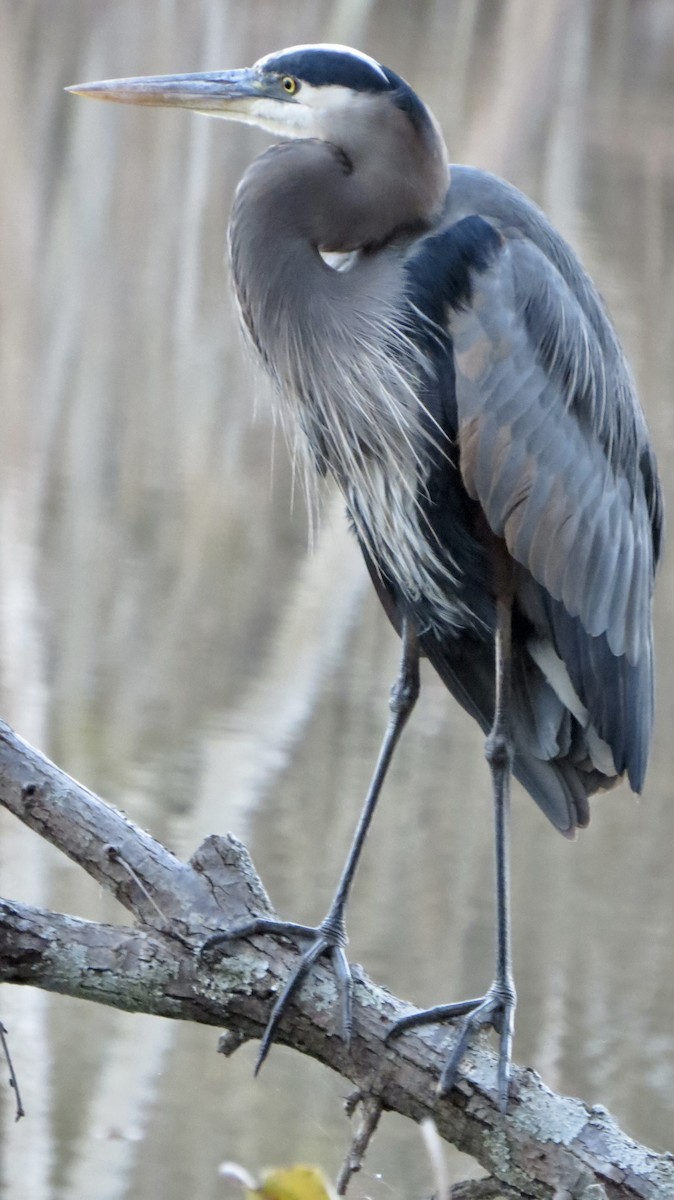 Great Blue Heron - ML645422679