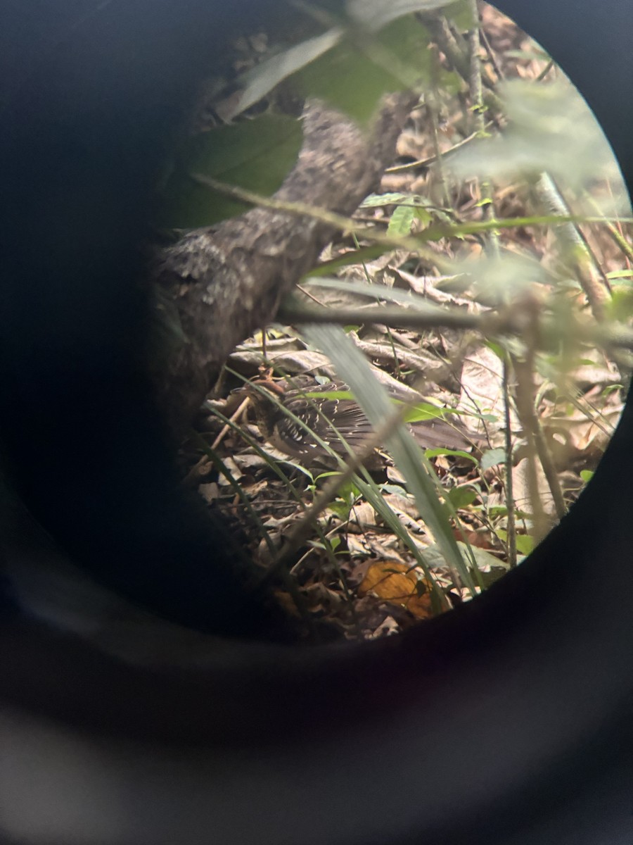 Pheasant Cuckoo - ML645422680