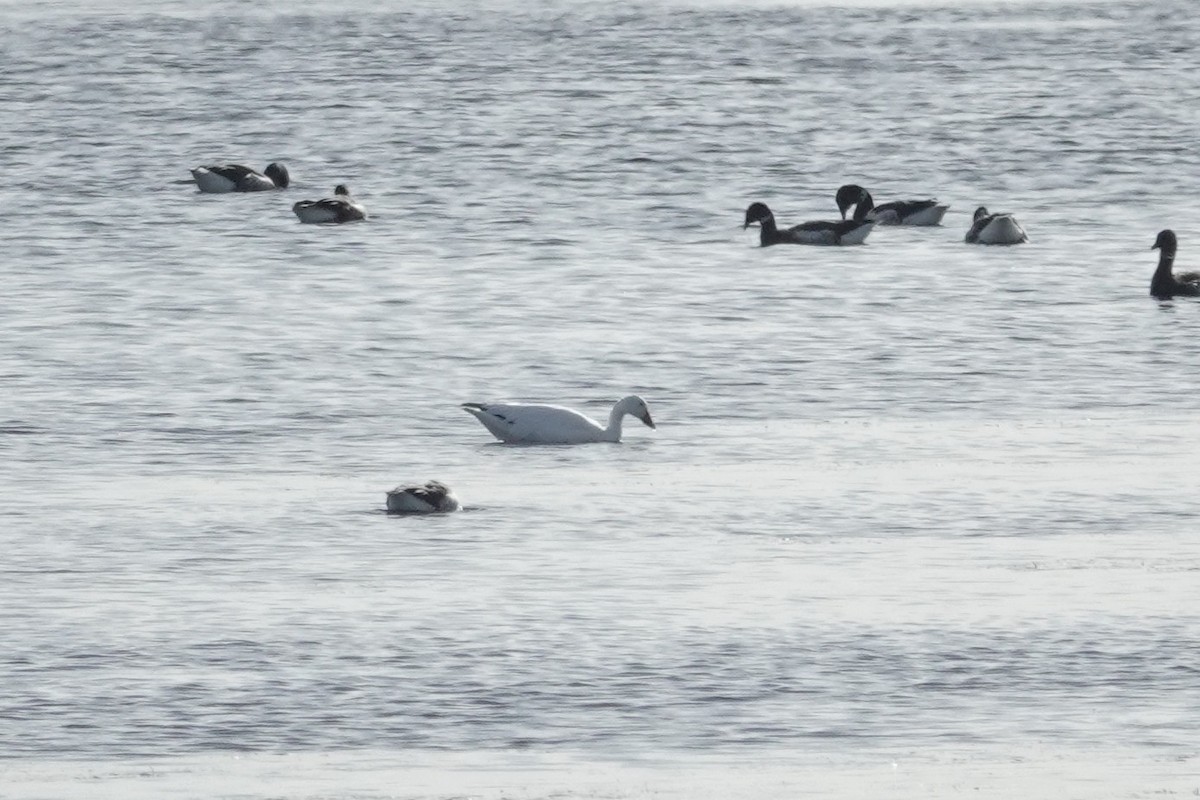 Oca delle nevi - ML645422684