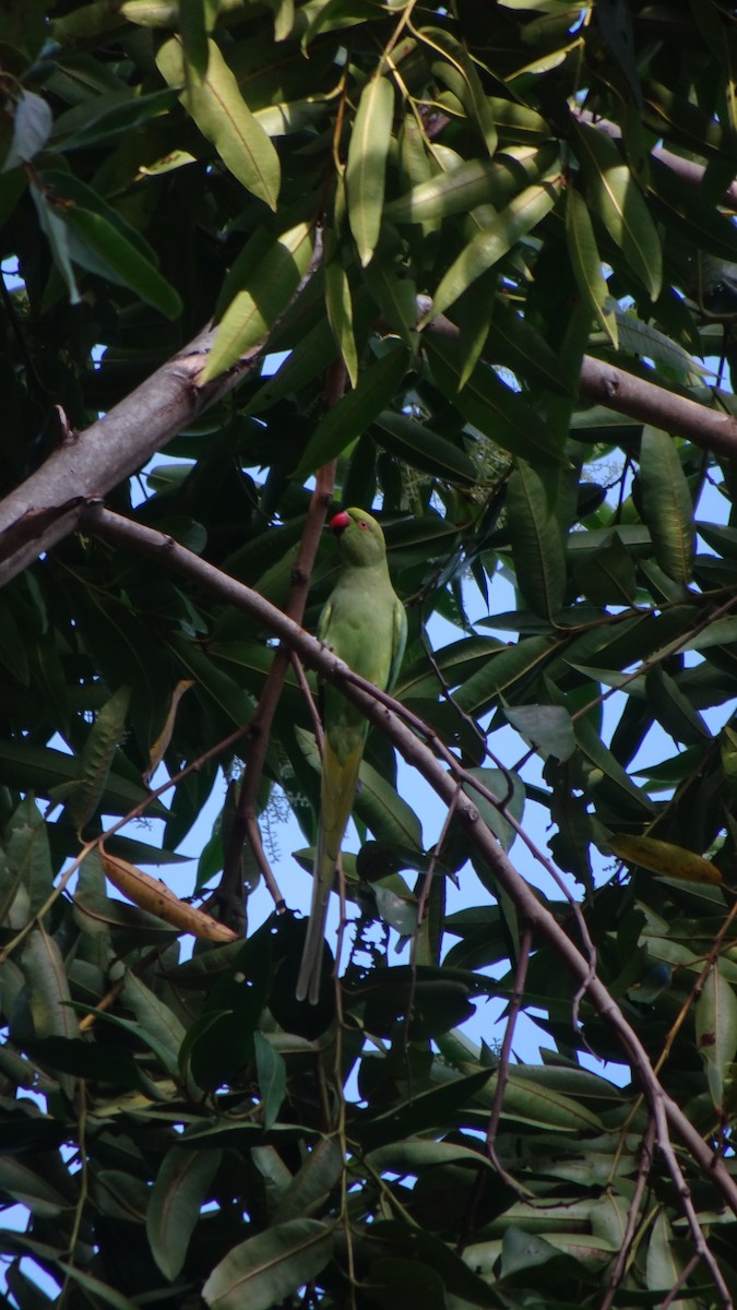 alexandr malý - ML645422689