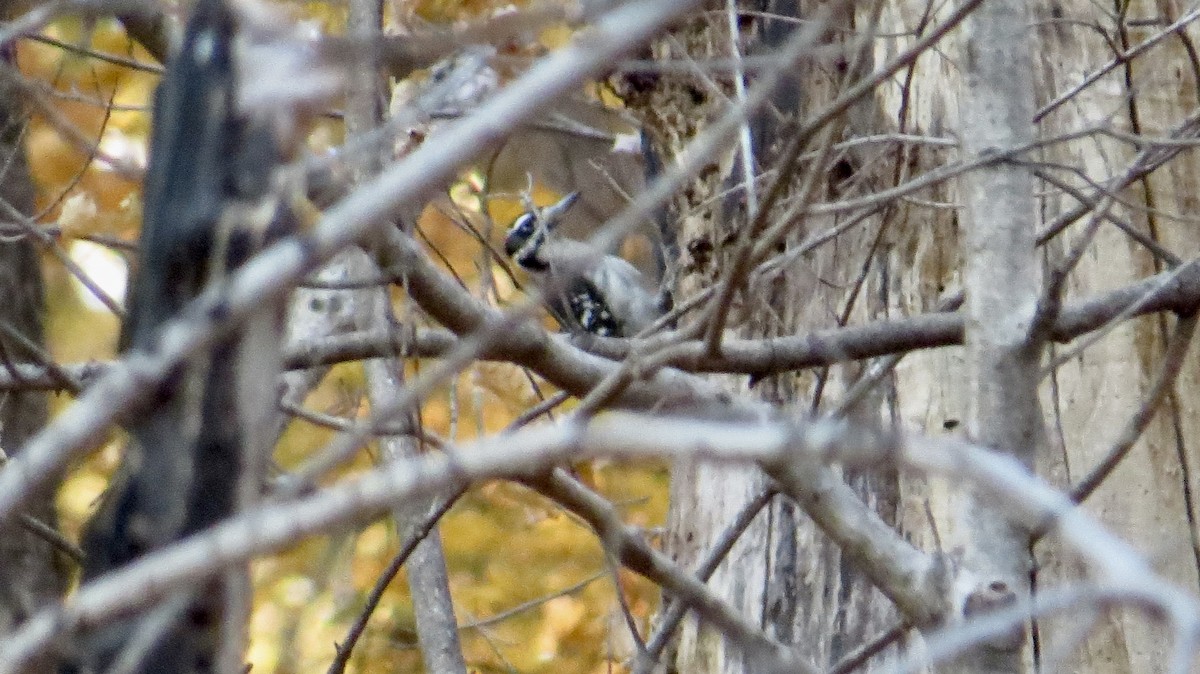 Hairy Woodpecker - ML645422694