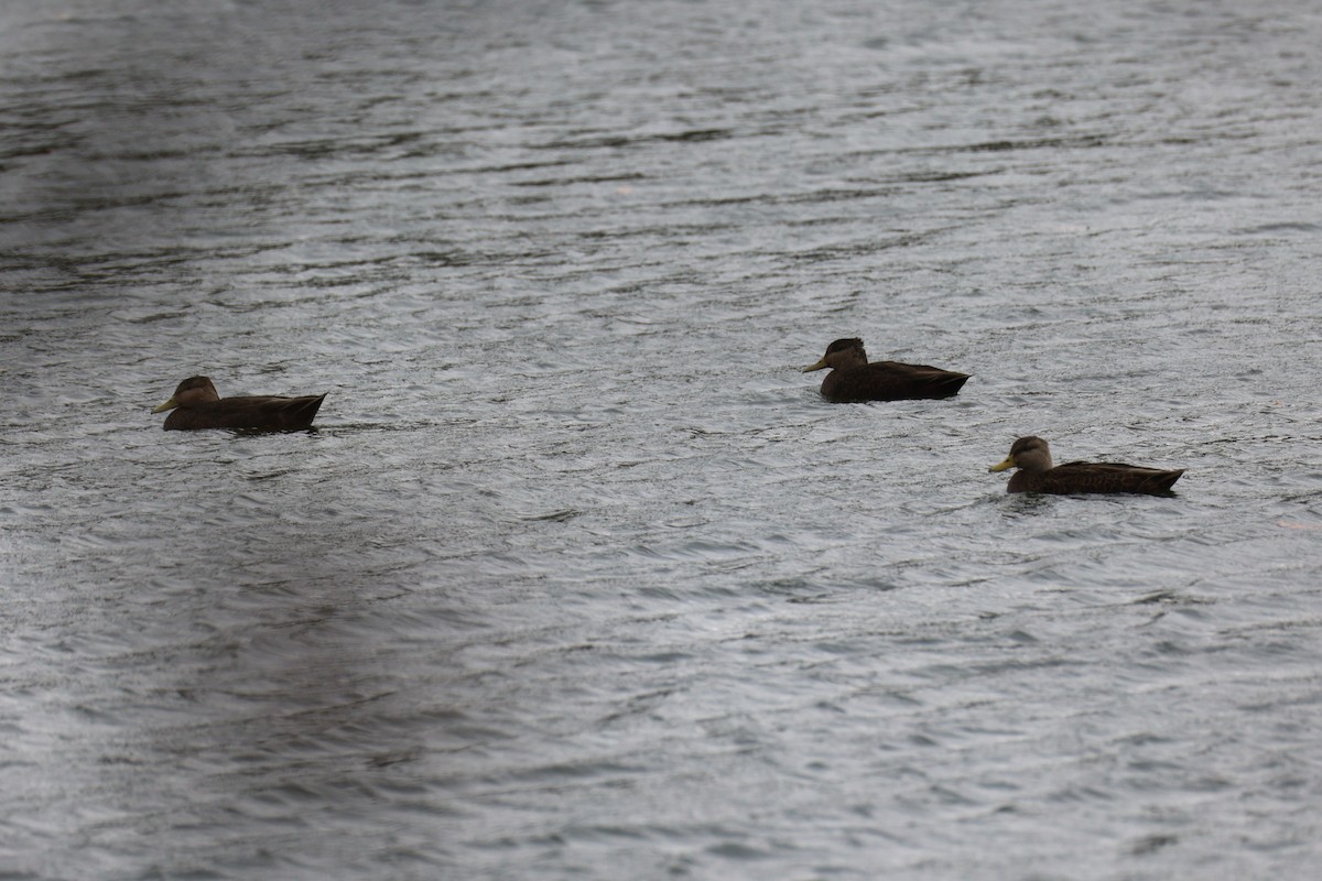 kachna tmavá - ML645422695