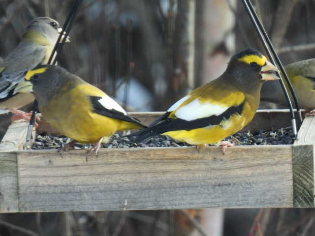 Evening Grosbeak - ML645422703