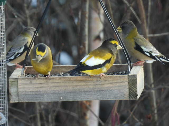 Evening Grosbeak - ML645422704
