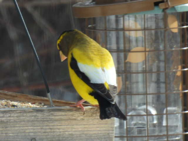 Evening Grosbeak - ML645422705