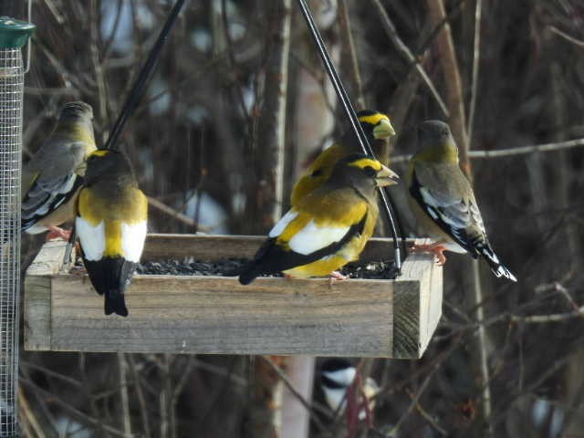 Evening Grosbeak - ML645422706