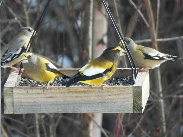 Evening Grosbeak - ML645422707