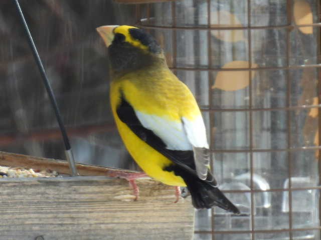 Evening Grosbeak - ML645422708