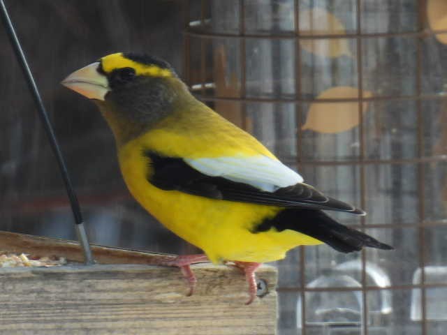 Evening Grosbeak - ML645422709