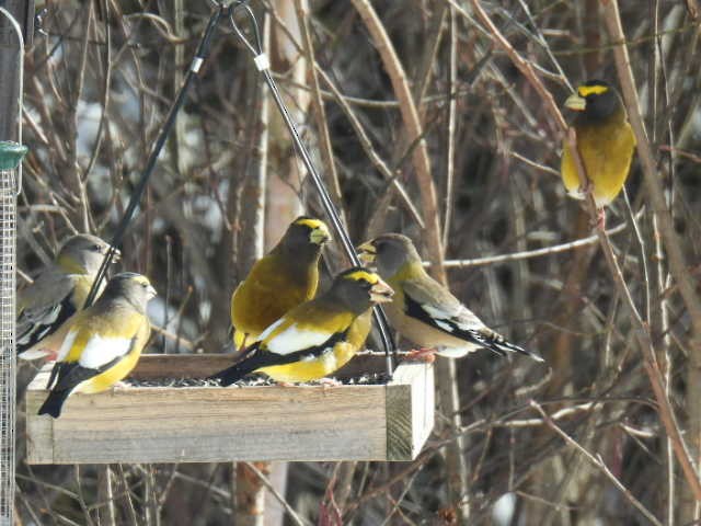 Evening Grosbeak - ML645422710