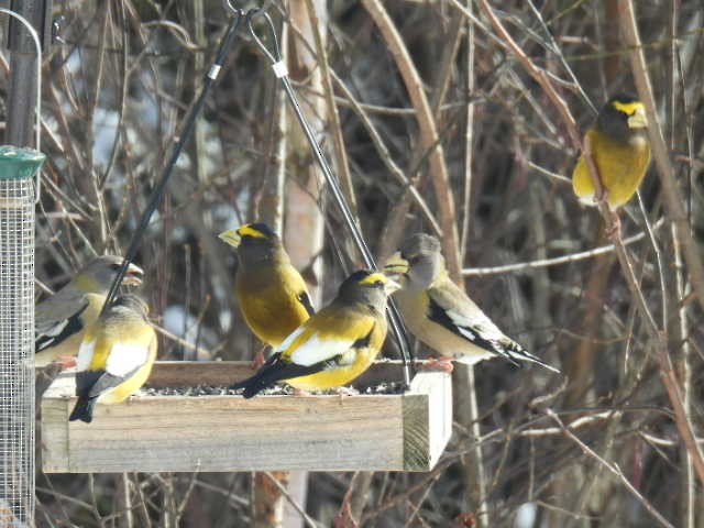 Evening Grosbeak - ML645422711