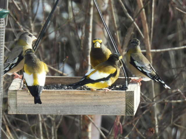 Evening Grosbeak - ML645422712