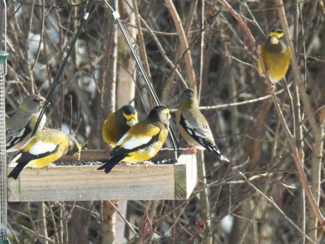 Evening Grosbeak - ML645422713