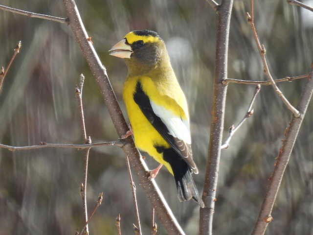 Evening Grosbeak - ML645422714