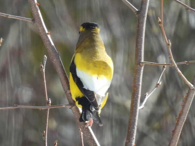 Evening Grosbeak - ML645422715