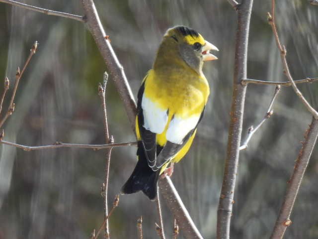 Evening Grosbeak - ML645422716