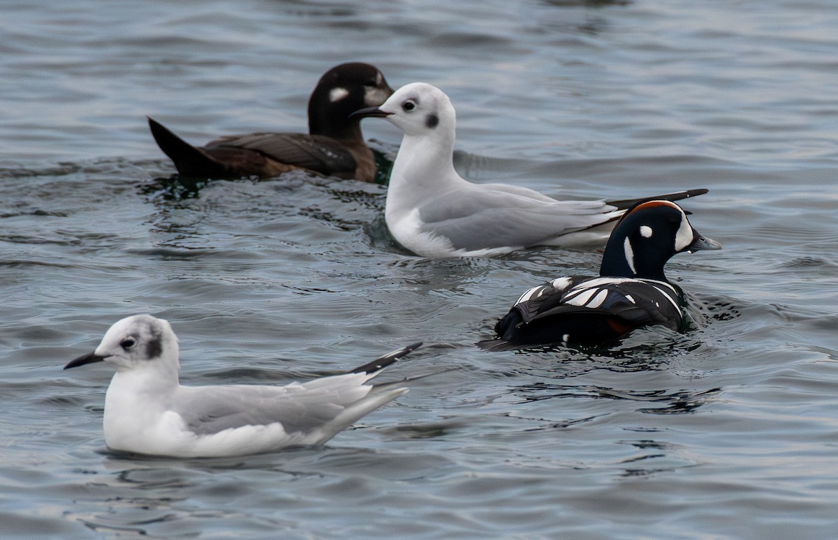 Harlequin Duck - ML645422717