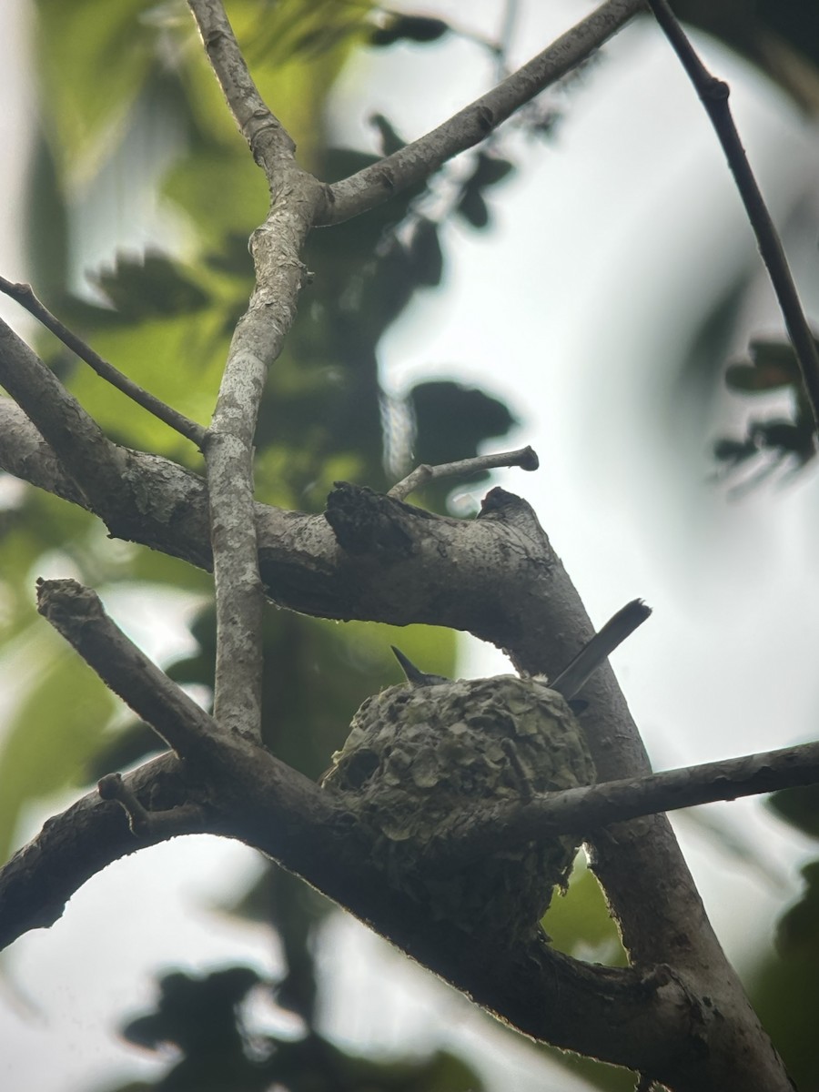 White-browed Gnatcatcher - ML645422718