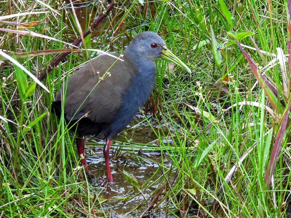 Râle noirâtre - ML645422723